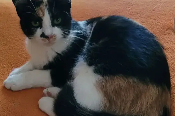Perdu chat femelle, Route de la Peyrigne, 2270, Moirax, Mérignac - tricolore, petite tache noire sur le nez - photo