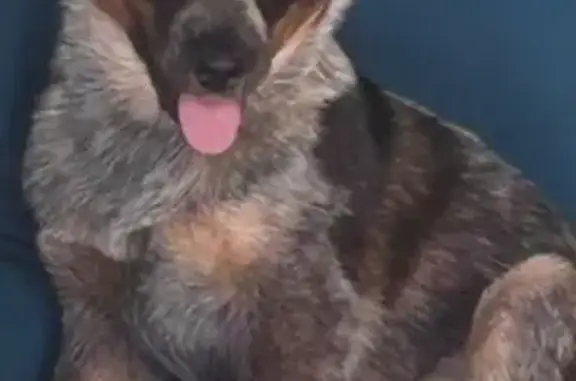 Lost dog, Russ Rumsey Road, 306, Maysville - very friendly, docked tail - photo