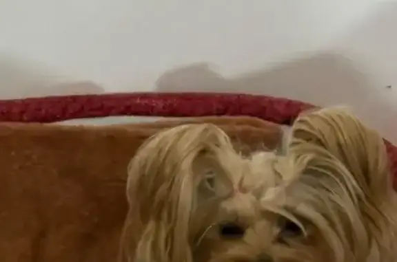 Perdido perro hembra, Naucalpan de Juárez, Estado de México, Mexico City - Yorky de 8 años - photo