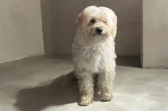 Búsqueda de mascotas, foto: Encontrado perro macho, Avenida Tlahuac, 5662, Iztapalapa — tipo maltés, blanco con partes doraditas