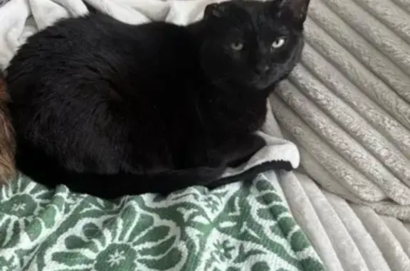Missing cat Dallas, photo: Lost cat, Normandy Brook Road, 3155, Dallas - female, black, 10 years old