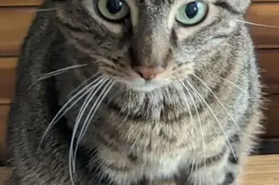 Perdu chat mâle, Rue Marie Curie, 13, Chilly-Mazarin - gris tigré, yeux verts - photo