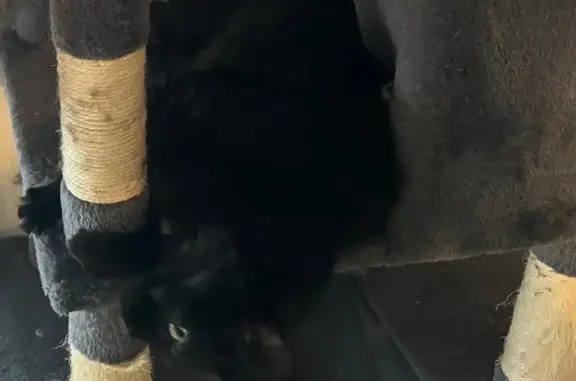 Poils longs, noirs avec tache petite tache blanche sur le cou. Chat peureux au début mais très doux, affectueux et bavard