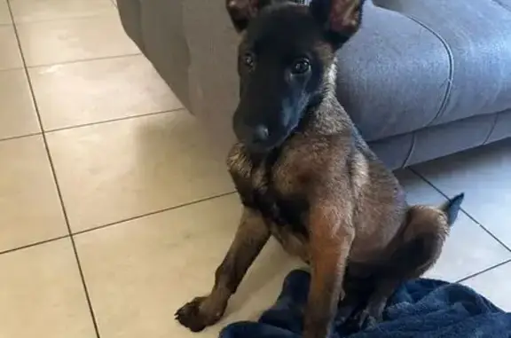 Perdido perro macho, Sexta, 27...