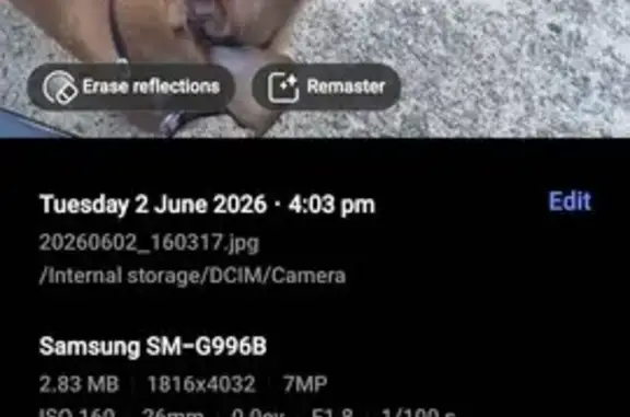 Lost dog, Schroder Street, 29, Laidley - photo