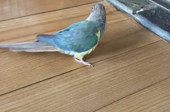 Lost pets Melbourne, photo: Lost bird, Jelf Court, Merri-Bek City, Melbourne - female with a green band on her left leg