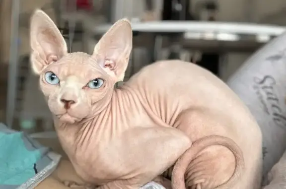 Chat perdu, Rue de Dijon, Chevigny-Saint-Sauveur - femelle sphynx très gentille - photo