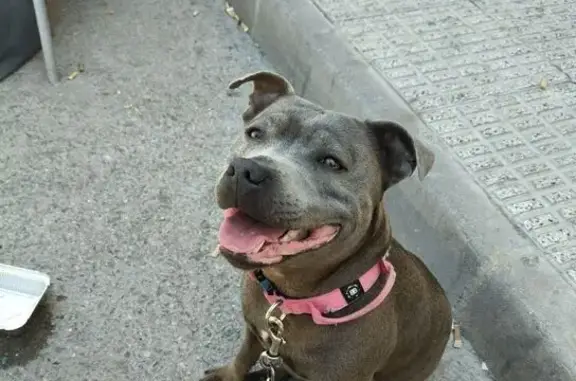 Perdido perro hembra, Partida Heredades, 29A, Pinar de Chamartin — muy pequeña y muy amistosa - photo