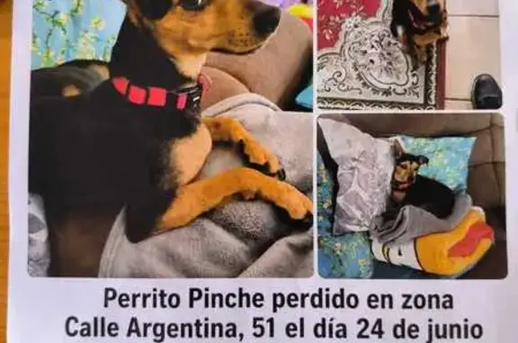 Perdido perro masculino, Carre...