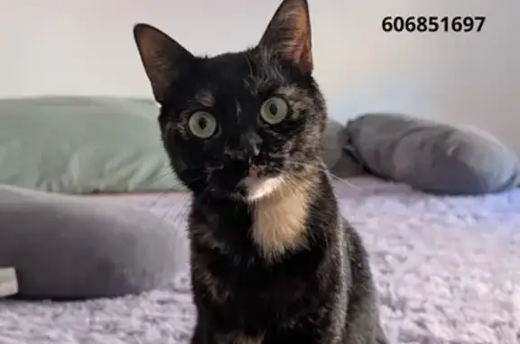 Perdido gato hembra, Calle Conciliación, 38, La Aljorra, Torre-Pacheco — pequeña, muy asustadiza - photo