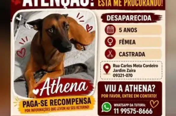 Perdido cachorro fêmea, Rua Carlos Mota Cordeiro, São Paulo - photo