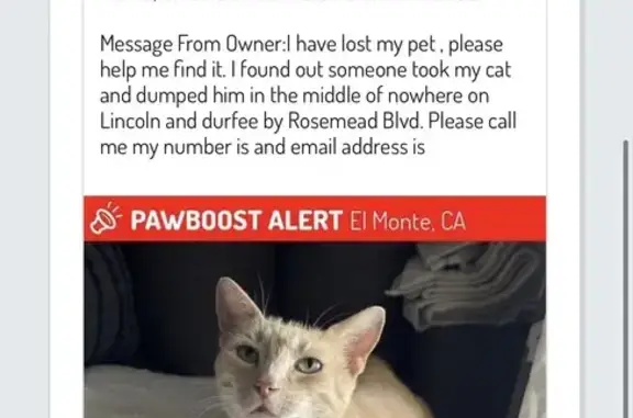 Lost cat, male, Rosemead, California, El Monte - 6 years old, light green eyes - photo