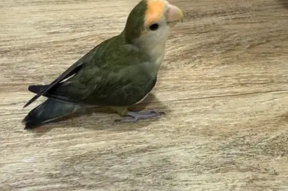 Lost and found pets Singapore, photo: Found bird, Lorong Chuan, Singapura, Hougang — green lovebird, tame and friendly