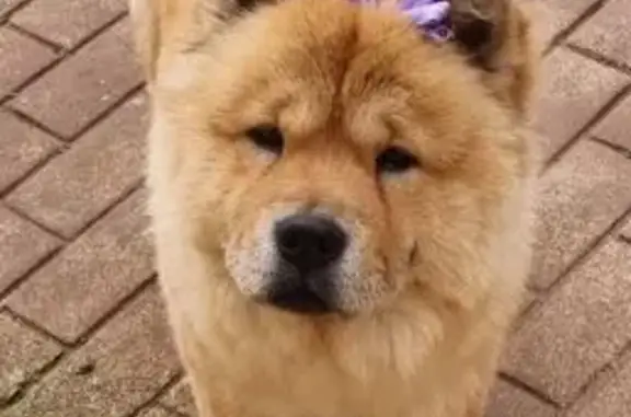 Lost dog, Peggy Vera Road, Riverlea - brown Chow Chow male - photo