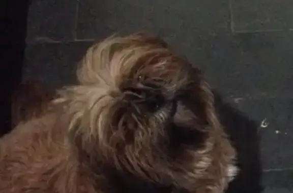 Perdido cachorro fêmea, Rua Cândido Portinari, 392 — caramelo, focinho preto, 13 anos - photo