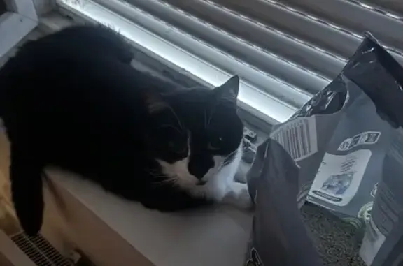 Chat perdu mâle, Rue Rabelais, 27, Lille - noir et blanc, patte un peu de biais - photo