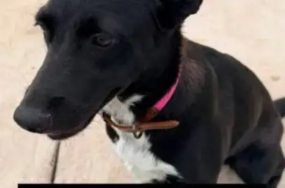 Perro encontrado Chihuahua, foto: Encontrado perro, Circuito Universitario, Chihuahua - muy dócil y con collar rosa