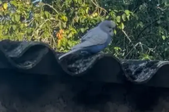 Animaux trouvés Nantes, photo: Oiseau trouvée, Place du Vieux Doulon, 10, Nantes - ressemblant à une perruche blanche et dessous bleu
