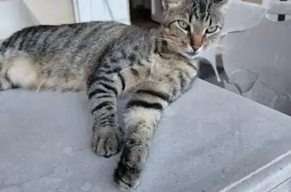 Chat trouvé Mont-de-Marsan, photo: Chat trouvé femelle, Rue Yves Arène, Mont-de-Marsan - tigrée, jeune