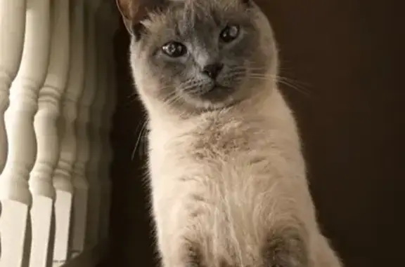 Chat perdu mâle, Rue de l'Épine, 42, Tourcoing - blanc gris, yeux bleus - photo