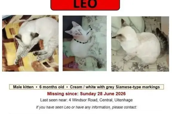 Lost cat, Windsor Road, Karieg...