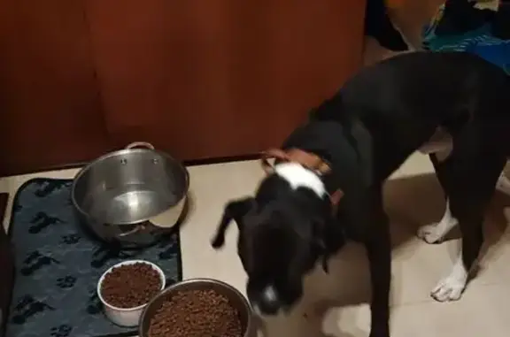 Lost dog, 9th Street, San Leon, Dickinson - male, black with white paws - photo