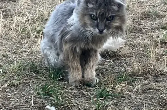 Chat trouvé Villenave-d'Ornon, photo: Chat trouvé, Rue du Professeur Chavannaz, 56, Villenave-d'Ornon - amaigri et sans collier