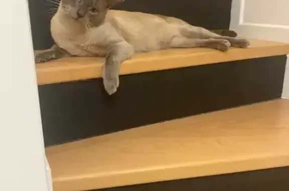 Chat perdu mâle, Gargenville, Paris – gris et blanc, Siamois - photo