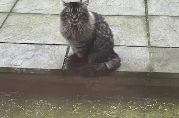 Brown/black very long and fluffy fur very large cat greenish grey eyes