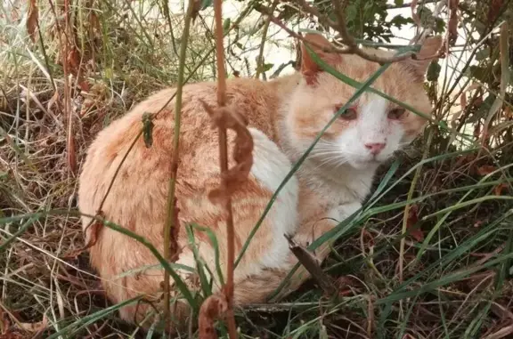 Chat trouvé Saint-Agathon, photo: Chat trouvé, 6, Saint-Agathon, Saint-Agathon - mâle, grand, blanc et roux