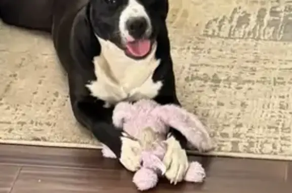 Lost dog, Chase Street, 5245, Merrillville - male, black and white with a red collar - photo