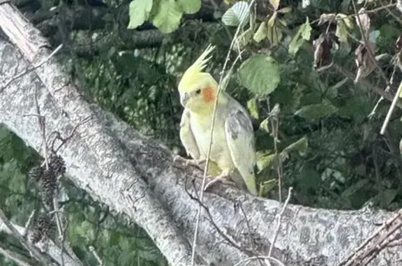 Animaux trouvés Poitiers, photo: Trouvée oiseau, Poitiers - posée sur une branche