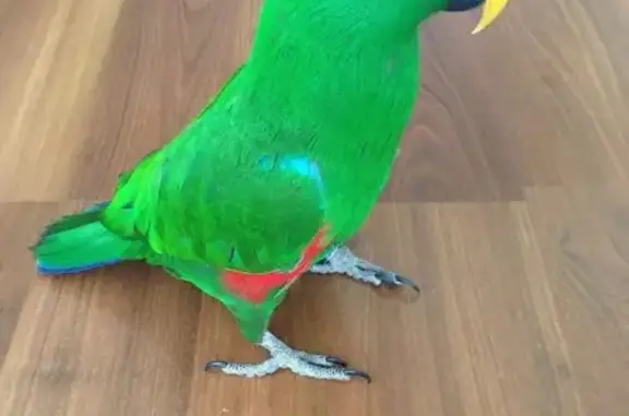 Animaux perdus Lingolsheim, photo: Perdue oiseau mâle, Rue Freppel, Lingolsheim - perroquet éclectus