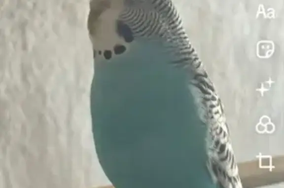 Animaux perdus Villeurbanne, photo: Perdue oiseau, mâle, Cours Émile-Zola, 229, Villeurbanne, Villeurbanne — perruche ondulée bleue et blanche