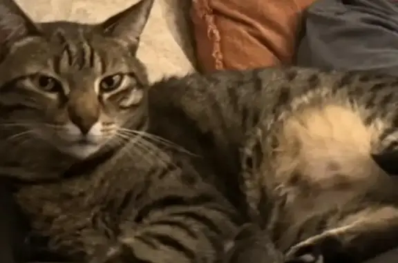 Lost cat, Old Keene Mill Road, 8607, West Springfield - male tabby, microchipped - photo
