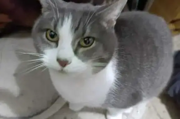 Perdido gato masculino, Carretera del Carmel, 108, Valencia - con collar café antipulgas - photo