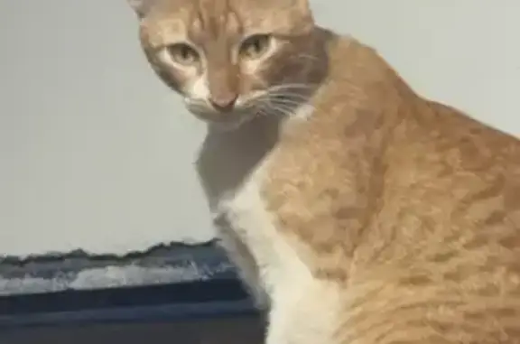Perdido gato macho, Rua Guanam...
