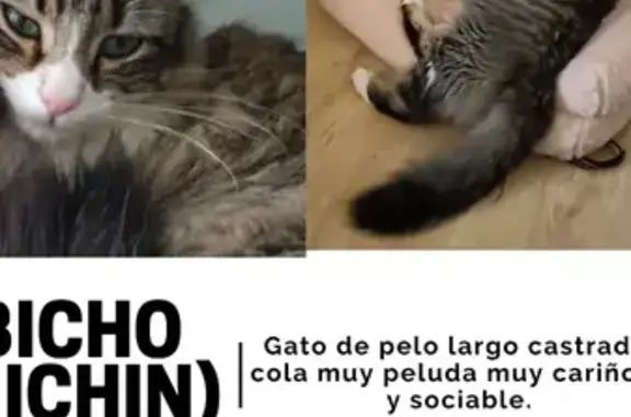 Gato perdido macho, Calle Bellavista, 15, Guadajira, Badajoz - esterilizado y cariñoso - photo