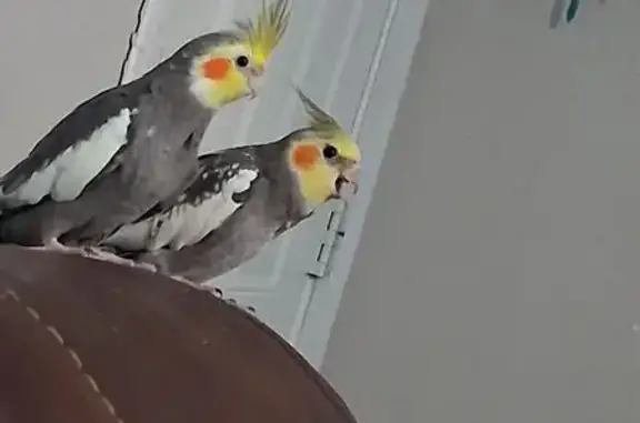 Lost bird, male, Watson Drive,...