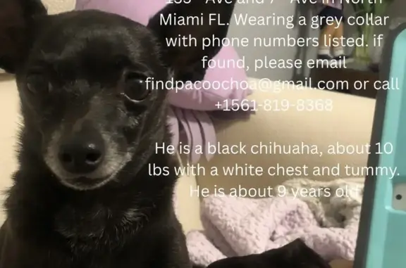 Lost dog, Northwest 10th Avenue, 12935, North Miami - male Chihuahua with grey collar - photo
