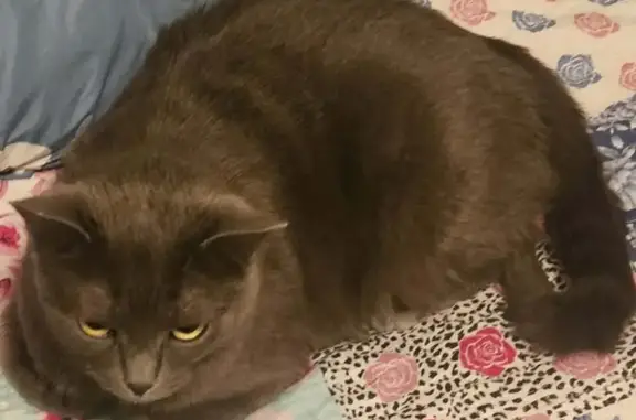 Missing cat Los Angeles, photo: Lost cat, Gale Avenue, Hacienda Heights, Los Angeles - female, slightly overweight