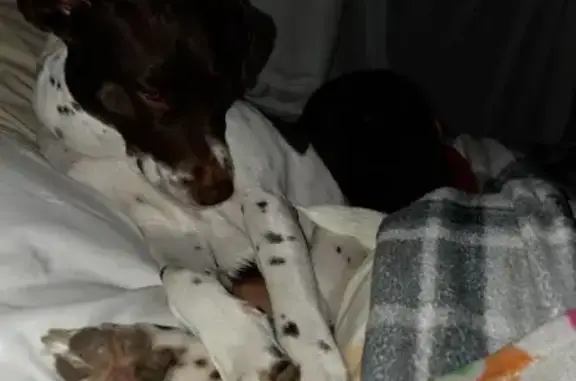 Lost dog, North Kokomo Avenue, 809, Derby - female with a purple collar - photo