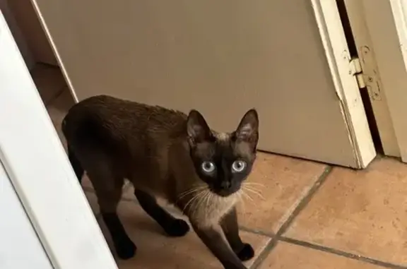 Encontrado gato hembra, Avingu...