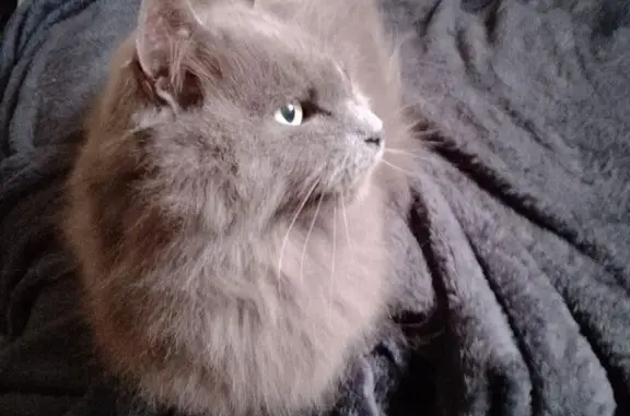 Found cat Pretoria, photo: Found cat, Pafuri Avenue, Pretoria — friendly and well looked after
