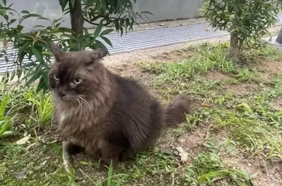 Lost and found pets Singapore, photo: Found cat, Sumang Walk, 8, Serangoon