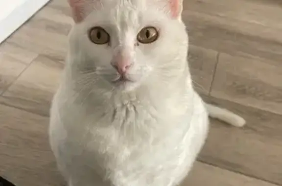 Gata blanca que responde a su nombre. Desapareció en el terrado, por lo que sería de gran ayuda mirar en los terrados de la zona. Es un poco asustadiza y si la intentan pillar puede irse.