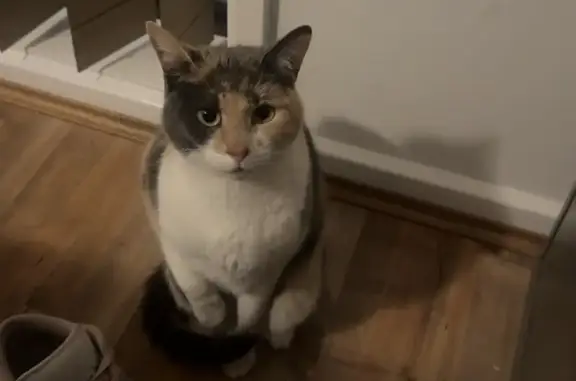 Lost cat female, Pandora Court, 8, Tea Tree Gully, Para Hills - petite calico/tortoiseshell - photo