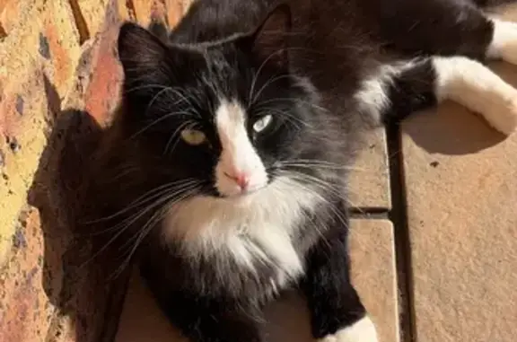 Lost cat, Benoni, Gauteng — ma...