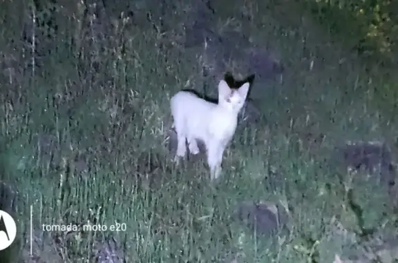 Gato encontrado, Mezquite, 5,...