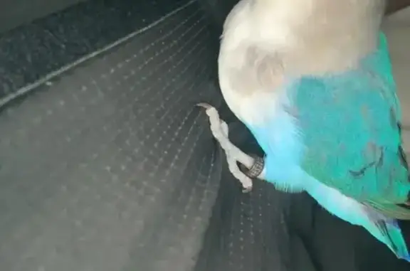 Pájaro perdido, Alcantarilla (...